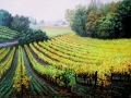 Morning Fog Vineyard