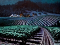 Nocturne Vineyard