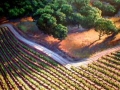 Shadows Vineyard