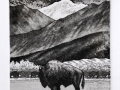 Dunes Bison